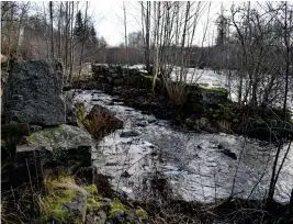  ??  ?? Hur påverkas djurlivet och naturen av byggnation­en? undrar familjen som bor precis intill Nissan i Hyltebruk.