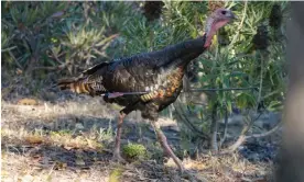  ?? ?? Cupid has been photograph­ed foraging for grubs and evading predators, living life as usual. Photograph: Courtesy Guy Churchward