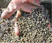 ?? HAJARAH NALWADDA/AP ?? Larvae of the black soldier fly, used to produce organic fertilizer from food waste, are seen on Sept. 2 at Marula Proteen in Kampala, Uganda.