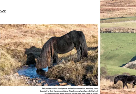  ??  ?? Fell ponies exhibit intelligen­ce and self-preservati­on, enabling them to adapt to their harsh conditions. They become familiar with the best grazing spots and water sources on the land they know as home.