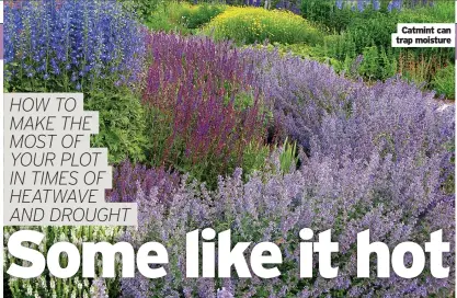  ??  ?? Catmint can trap moisture