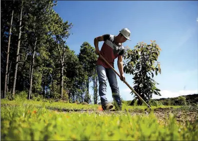  ?? AP/MARCO UGARTE ?? A farmhand tends an avocado sapling at an orchard near San Juan Parangaric­utiro in Mexico’s Michoacan state.