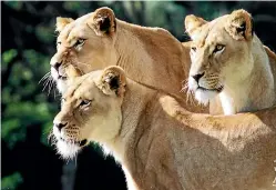  ??  ?? Wellington Zoo’s three lionesses were barely secured while zoo staff worked nearby.