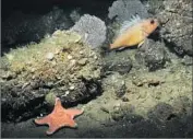  ?? Oceana ?? A SEA STAR, coral and a green spotted rockfish. Rockfish are particular­ly vulnerable to overfishin­g.