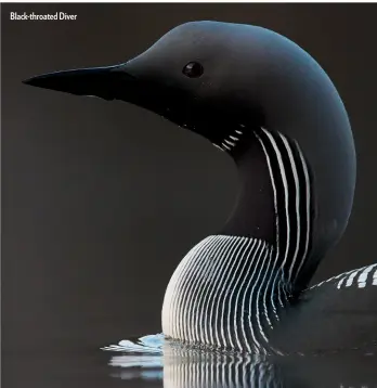  ??  ?? Black-throated Diver