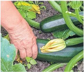  ??  ?? ● Plant a courgette and you’re sure to get a bumper crop