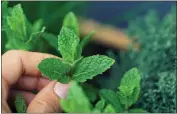  ?? GETTY IMAGES ?? Mint spreads vigorously, but a determinat­ion to pull plants whenever they appear should eventually eliminate it.