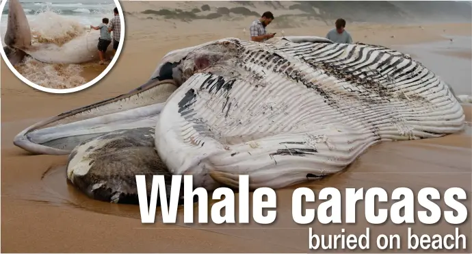  ?? Photo: Kristy Kolberg ?? The carcass of this 12m Bryde’s whale washed up on Kleinkrant­z beach last Friday. INSET: Splish splash! Watch out for the wave! It’s not always easy for Smart members to do their job.