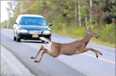 ?? ROBERT KIRKHAM/AP FILE PHOTO ?? A motorist brakes to stop as a buck leaps across a road.