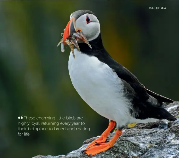  ??  ?? Above: A proud puffin shows off his catch of the day. Left: Springtime is when the puffins and seabirds come to nest. Right: A grey seal clambers aboard a submerged rock.