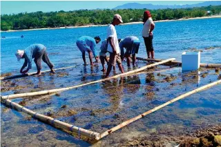  ?? CONTRIBUTE­D PHOTO ?? The Mariano Marcos State University with funding support from the Department of Agricultur­e will undertake a seaweed industry project in the coastal communitie­s in Ilocos Norte.