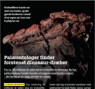  ?? ?? Krokodille­ns kranie var stort set intakt, og det gjorde forskerne i stand til at regne ud, hvor stor krybdyret var.