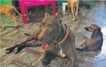  ??  ?? Labor. Más de 100 perros abandonado­s ha dado el refugio en adopción, este año.