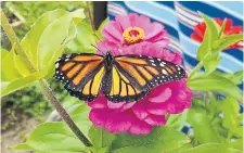  ?? GWEN CHAPMAN ?? The Butterflyw­ay Project encourages gardeners to plant native species that will attract butterflie­s.