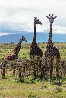  ?? Foto: Carola Frentzen, dpa ?? Giraffen sind typisch für die afrikanisc­he Savanne. Wie lange es sie wohl noch in frei er Wildbahn geben wird?