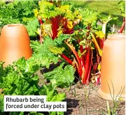  ?? ?? Rhubarb being forced under clay pots