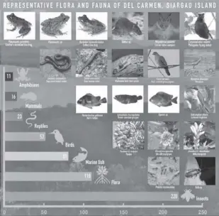  ?? NRCP ?? The highly diversifie­d mangrove flora in Del Carmen, Siargao.