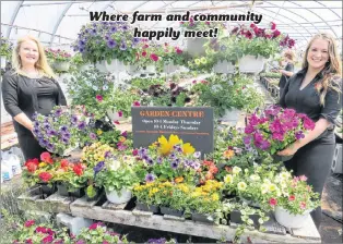  ??  ?? Colourful and healthy annuals, grown at the farm and now garden-ready! Also perennials and cut flowers for the trade.