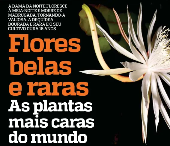 Conheça a lista das flores mais caras do Mundo - PressReader