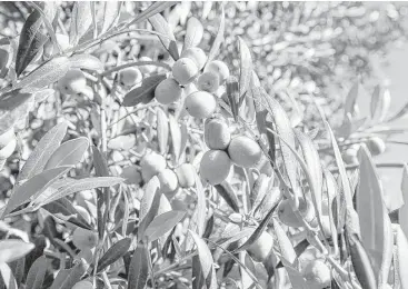  ?? Marvin Pfeiffer / San Antonio Express-News file ?? Unfavorabl­e weather in Spain, Italy and Greece, where most of the world’s olive oil is produced, has severely hurt crops. Demand for olive oil is jumping amid the European shortages.