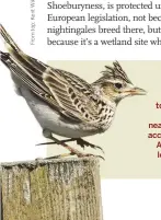  ??  ?? 64 Unlike many other birds, skylarks can tolerate heavy plant traffic near their nests, according to the A14 upgrade's lead ecologist Pat Howard.