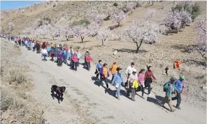  ?? Foto: Archiv ?? Bis etwa Mitte März sollen die Mandelbäum­e in den Sierras von Almería blühen.