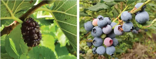  ??  ?? ABOVE FROM LEFT A ripe mulberry will not go unnoticed by hungry birds; The hardy blueberry grows as a bush that can be used for hedging. OPPOSITE While silver beet – and its many colourful hybrids – flourishes in a sunny spot, it will still grow in one that’s shady, albeit slower.