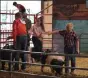  ?? Callie Jones / Sterling Journal
Advocate ?? Top goat showmen test their skills at showing hogs during the Round Robin Showmanshi­p Contest.