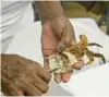  ?? KEVIN RICHARDSON/ BALTIMORE SUN PHOTOS ?? Joyce Fitchett, 76, has worked at different crab packing houses in Crisfield for more than 70 years.