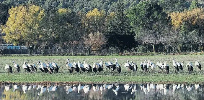  ?? PERE DURAN / NORD MEDIA ?? Els nous aiguamolls construïts a prop del llac són un punt de repòs per a aquests ocells, alguns dels quals venen de França, Suïssa i Alemanya