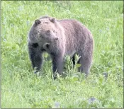  ?? JIM URQUHART — THE ASSOCIATED PRESS ?? A grizzly bear roams in Yellowston­e National Park in July. An Illinois woman has been sentenced to four days in jail for not moving away while a grizzly bear with three cubs came dangerousl­y close to her.