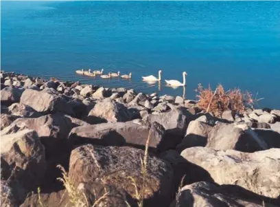  ??  ?? Swans and their offspring near Machynys