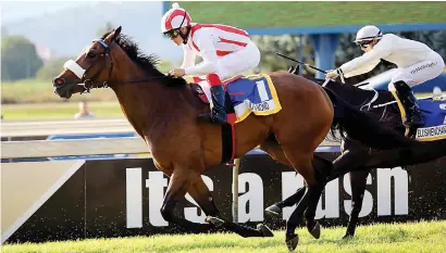  ?? Picture: Gold Circle ?? DOUBLE SEEKER. Jo’s Bond will be looking to repeat her win of last year when she lines up on Sunday for the Listed KwaZulu-Natal Stakes over 1000m at Scottsvill­e.