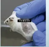  ?? PATRICK SEMANSKY/AP/RITZAU ?? Scientists often test drugs on mice with tumours right under their skin.