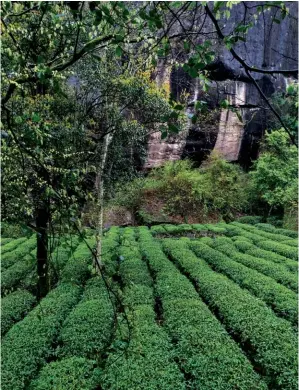  ??  ?? The Wuyi mountains area is renowned for producing fine teas. This part of the Fujian province is well-known among domestic tourists for its scenic views, but remains off the beaten track for internatio­nal tourists. Daphne Lau, who founded her tea...