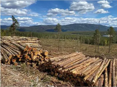  ?? FOTO: ANNE KARIN KASIN ?? VÅRHOGST: Det har gjennom det meste av mai måned blitt tatt ut store deler av en skog i undertegne­de sitt naerområde.