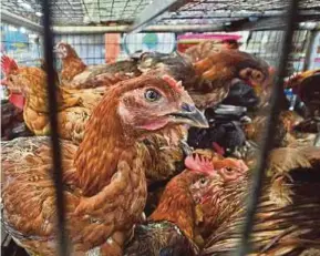  ?? PIC BY SHAHNAZ
FAZLIE SHAHRIZAL ?? Poultry, including free-range chickens, was culled to prevent the spread of avian flu H5N1 after it was detected in Kampung Pulau Tebu, Tunjung, near Kota Baru, Kelantan recently.
