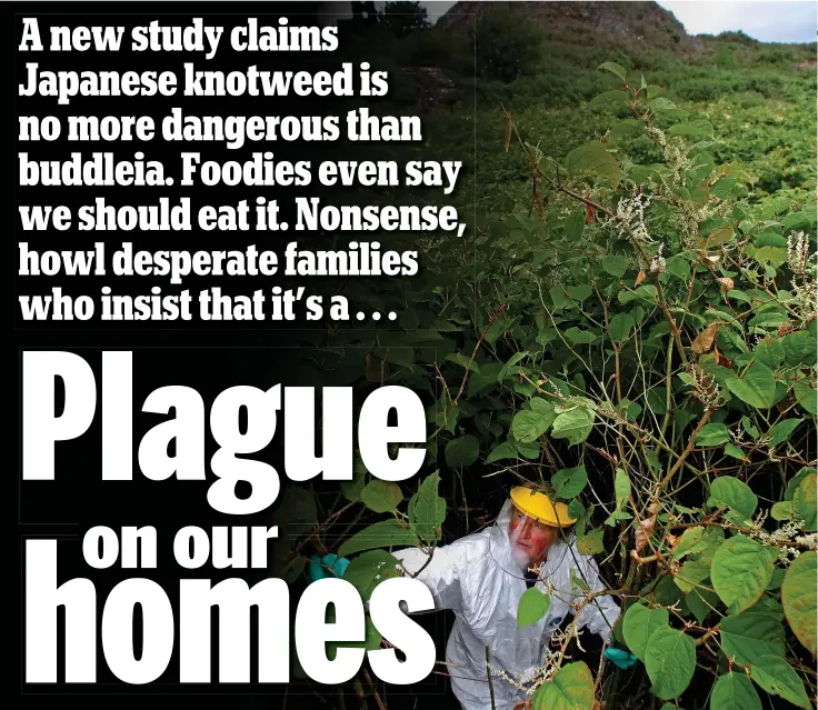  ??  ?? March of the green menace: An eradicatio­n expert tackling Japanese knotweed Picture: ALAMY