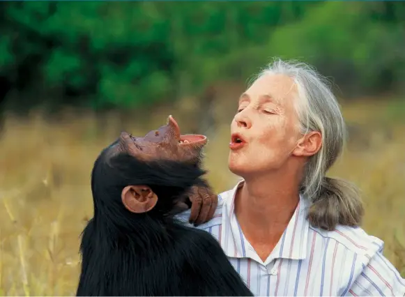  ?? 國際珍古德協會提供 ?? 從小愛動物的珍古德，26歲前進非洲叢林與­黑猩猩結下不解之緣，成為知名的保育鬥士。2020年是她前進非­洲岡貝研究黑猩猩的6­0週年。