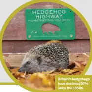  ??  ?? Britain’s hedgehogs have declined 97% since the 1950s.