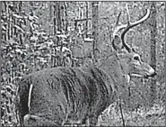  ?? Arkansas Democrat-Gazette/BRYAN HENDRICKS ?? this ancient 4-point is the same buck he’s seen in the same stretch of Grant County pines since 2014.