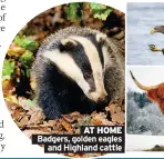  ??  ?? AT HOME Badgers, golden eagles and Highland cattle