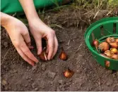  ?? ISTOCK ?? Spring onion bulbs are good to go into your garden now because they are resistent to potential frost.