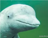  ?? LEVON DROVER THE CANADIAN PRESS ?? A group of marine researcher­s say this young beluga whale named Nepi is too attached to the Maritimes for his own good.