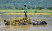  ?? — PTI ?? Farmers harvest paddy at flood-hit Mayong village in Morigaon district of Assam on Tuesday.