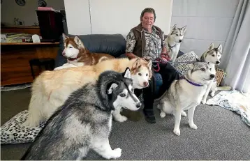  ?? ROBYN EDIE/ STUFF ?? Paul Owen of Invercargi­ll has six huskies, which he also races. From left, Troika, back left, Jesse, front left, Clifford, Bear, on the chair on right, Wolf, front right, and Faelan.