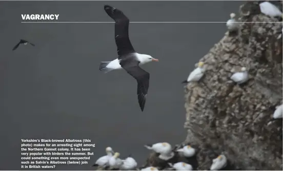  ??  ?? Yorkshire’s Black-browed Albatross (this photo) makes for an arresting sight among the Northern Gannet colony. It has been very popular with birders the summer. But could something even more unexpected such as Salvin’s Albatross (below) join it in British waters?