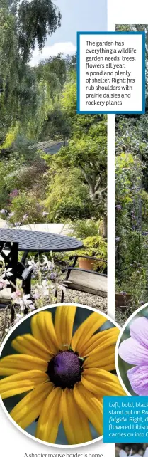  ??  ?? The garden has everything a wildlife garden needs; trees, flowers all year, a pond and plenty of shelter. Right: firs rub shoulders with prairie daisies and rockery plants