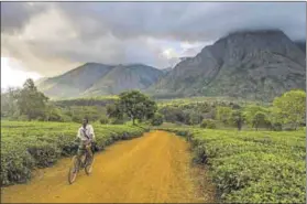  ?? Photo: Michael Runkel / Robert Harding Heritage/afp ?? ‘Island in the sky’: Malawi’s Mount Mulanje is a source of wealth for the government and tourism-focused communitie­s.