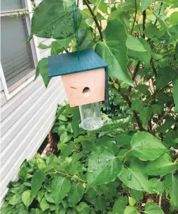 ?? KERRIE ROACH/CLEMSON EXTENSION ?? If you don’t want to replace wood or use pesticides to remove carpenter bees, try purchasing a trap instead.